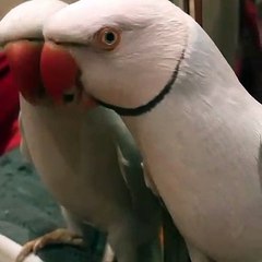 Le cri de ce perroquet est unique. Ecoutez !