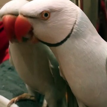 Les cris de ce perroquet sont uniques. Ecoutez !