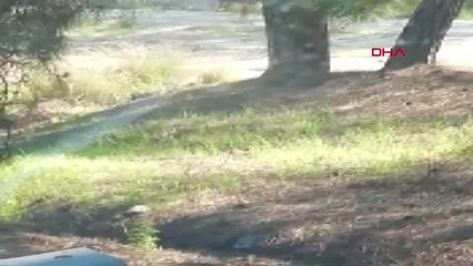 Antalya Hayvanat Bahçesinden Kaçan 'Kurt' Aranıyor (Ek