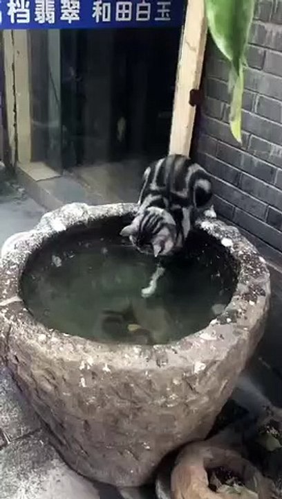 It's the first time for the kitten to see a fish.