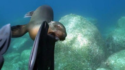 Un  lion de mer s'amuse avec les palmes du plongeur