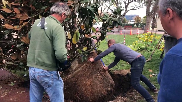Des magnolias pour le jardin de Ferrières