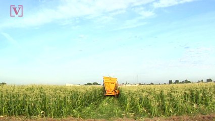 Air Pollution From Corn Farming Causes '4,300 Premature Deaths' Each Year, Study Finds