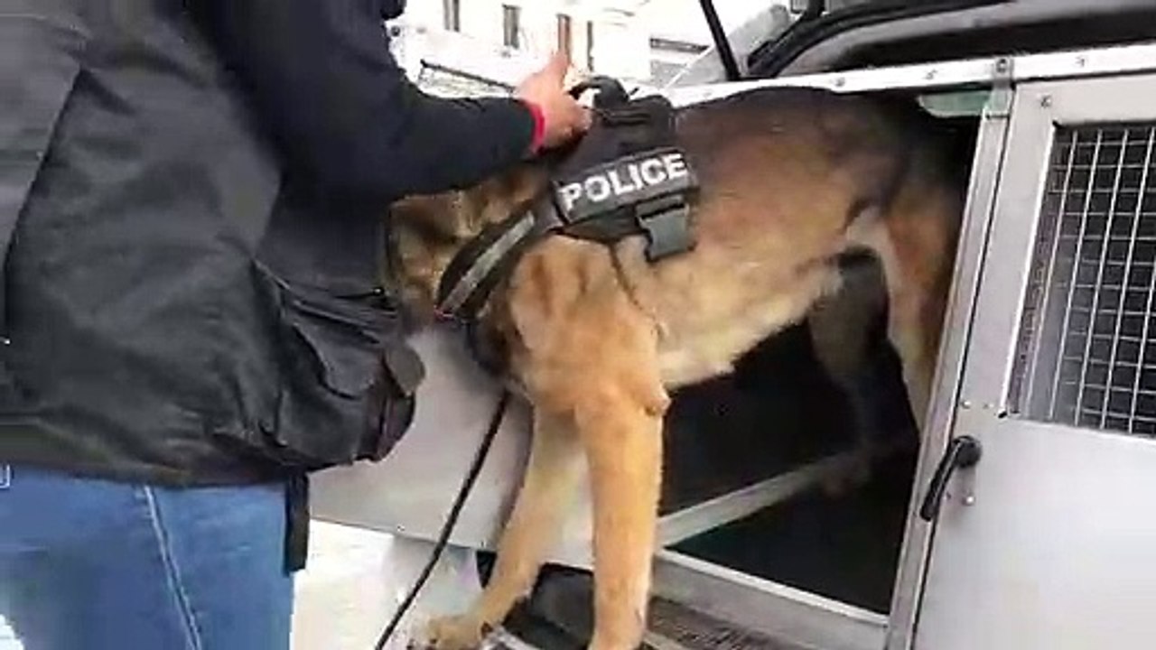 Bar-le-Duc : une opération antistups avec l’aide d'un Malinois de 6 ans, Ghost