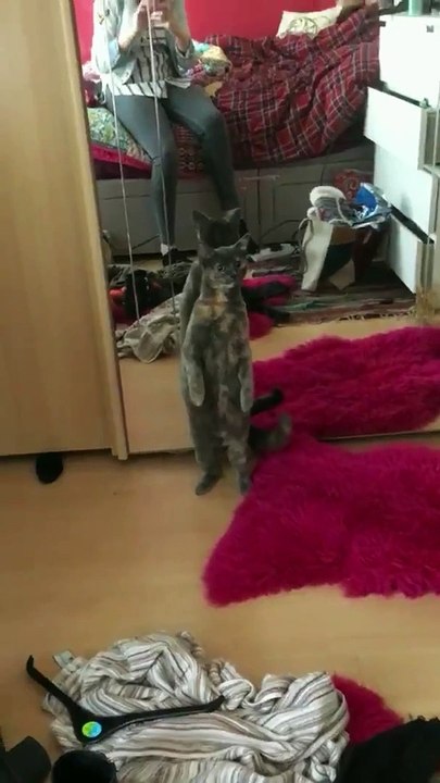 猫は立ち上がる。非常に不安