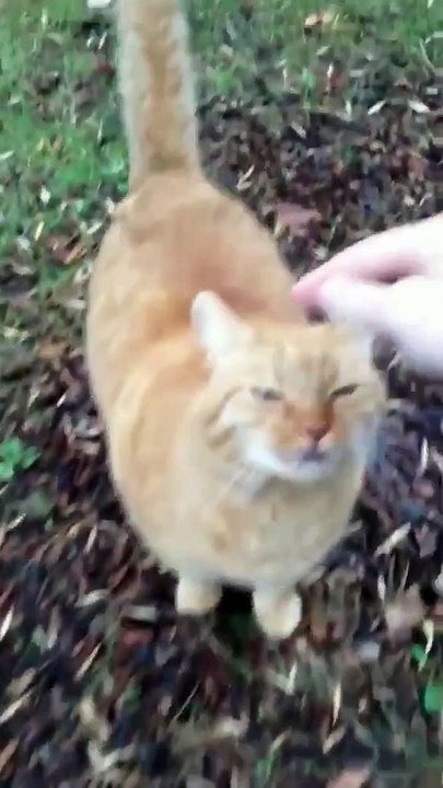 猫は彼らが引っ掻いているところが好きです