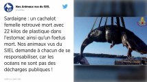 Un cachalot découvert mort sur une plage avec 22 kg de plastique dans l’estomac.