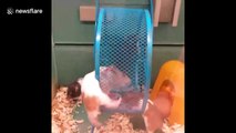 Ruthless hamster spins siblings around wheel at Canadian pet store