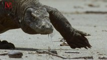 Indonesia’s Komodo Island Will Be Closing in 2020 After Thieves Busted Trying to Sell 41 Dragons