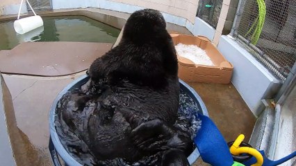 Sea otters playing in a bucket of water