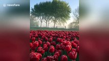 'Tulip Heaven' at local flower patch in Holland