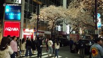 On Tokyo's Sakura Street, cherry blossoms bring traffic to a standstill