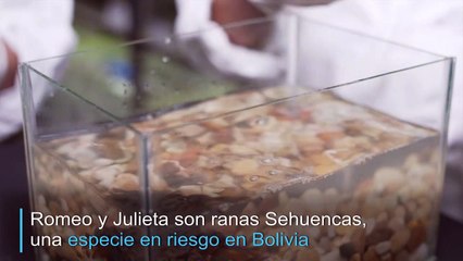 Las ranas Romeo y Julieta tuvieron su primera cita