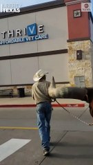 Homem levou boi a uma loja que aceita a entrada de animais desde que usem trela!