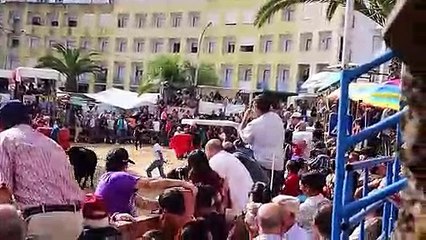 Impressionantes toiros na Moita do Ribatejo 2015