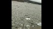 Ils aperçoivent un élan au milieu d'une rivière sur un morceau de glace - Dakota du nord
