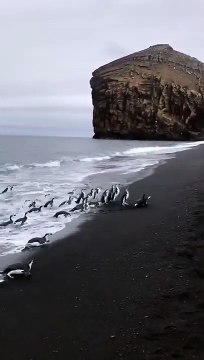 Débarquement d'un groupe de pingouins sur la plage façon seconde guerre mondiale