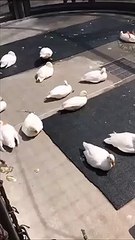 Ce canards profite de la vie bien plus que ses potes