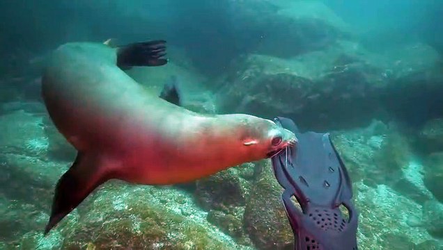 Ce lion de mer adorable s'amuse avec les palmes du plongeur