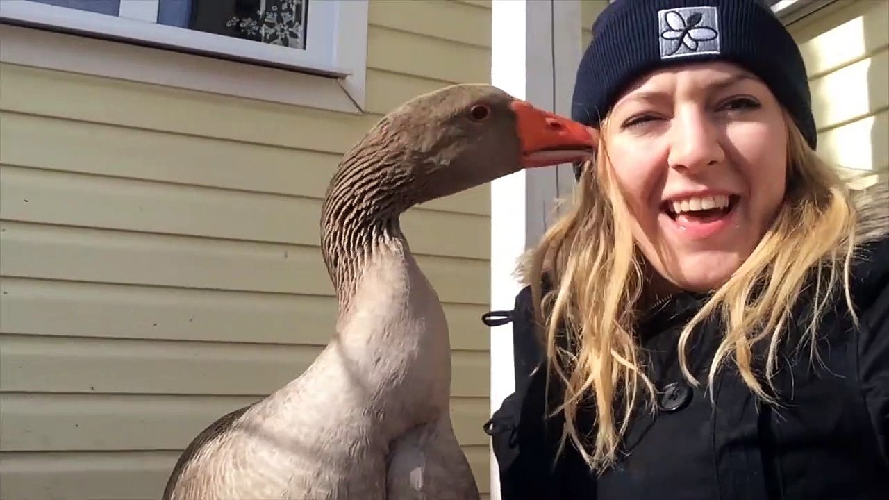 Quand ton animal de compagnie est une oie...