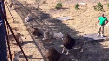 En russie, les touristes sont dans l'enclos des lions...