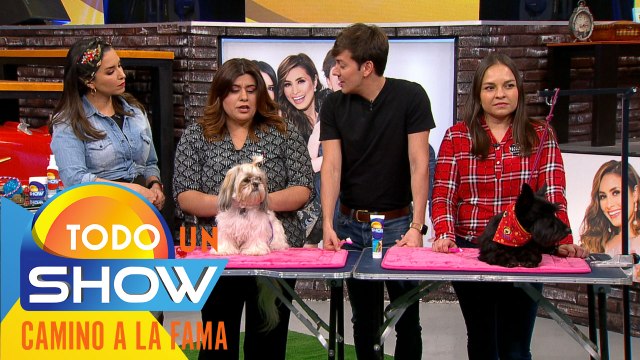 ¿Cómo cepillar los dientes de tu perrito? Aquí te decimos la manera correcta de hacerlo.