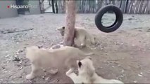 Este perro demostró que ser valiente, pese a su pequeño tamaño