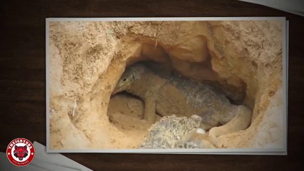 BATALL REAL: Cocodrilo Vs Dragón De Komodo se ven las caras