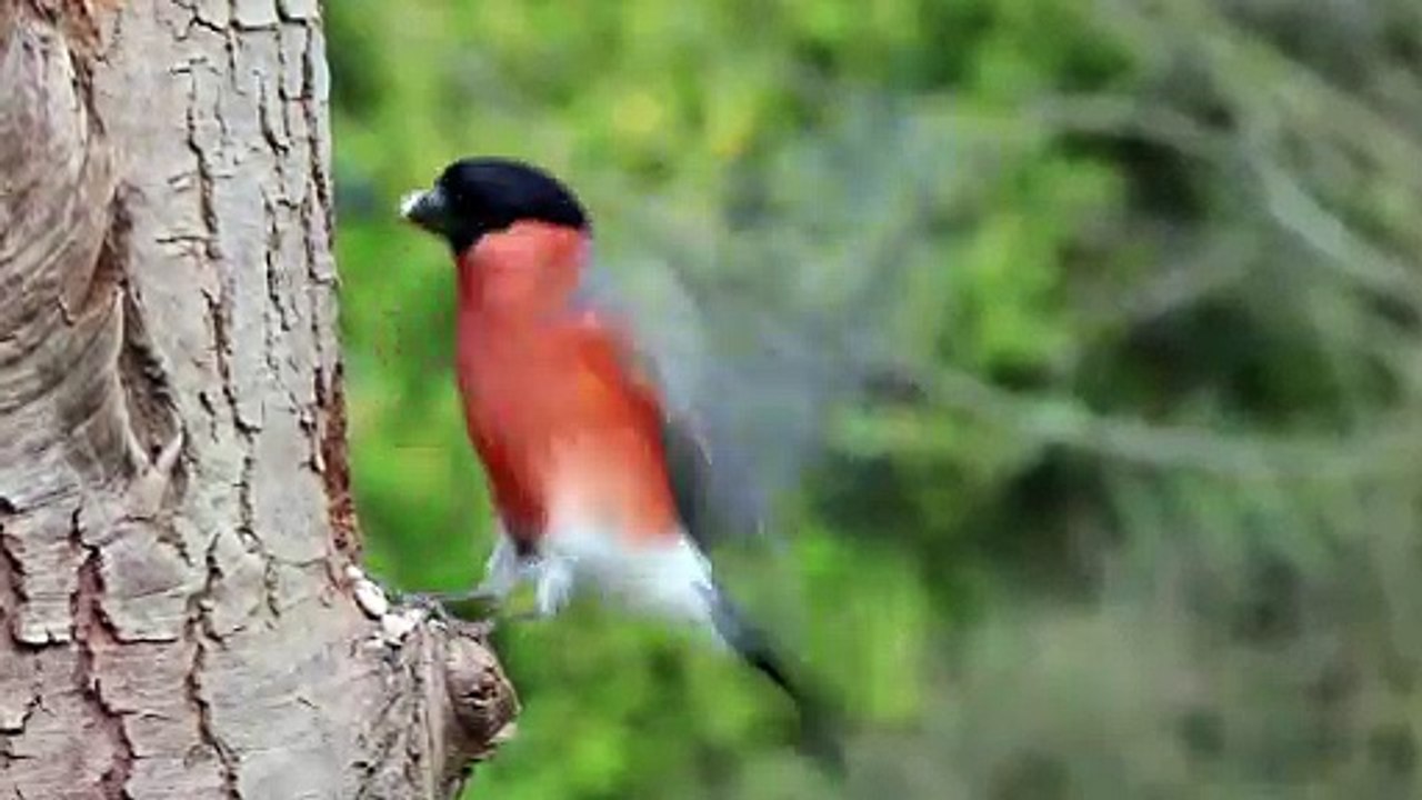Bullfinch Bird