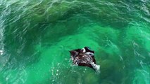 Reef Manta Rays Dancing Together