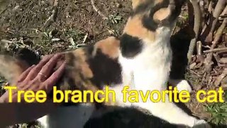 Tree branch favorite  a tortoiseshell cat