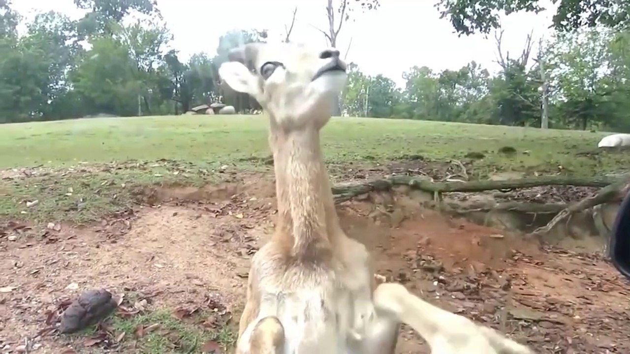 Animal Laughter Videos 2019 | The Best Funny Animal Videos