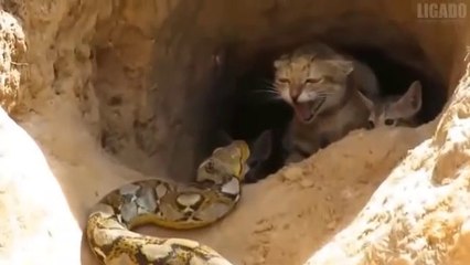 INCREDIBLE MOMENTS CAPTURED BY CAMERA