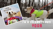 I'm a Celebrity Pet: Yoda got 13,000 followers running marathons