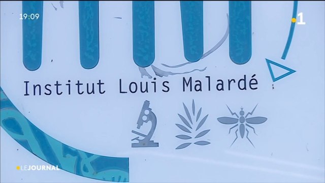 dengue : la stérilisation des moustiques est elle la solution ?