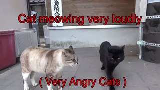 cat meowing very loudly( Very Angry Cats )