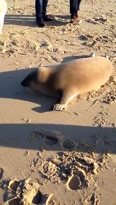 Improbable amitié entre un phoque et un chien