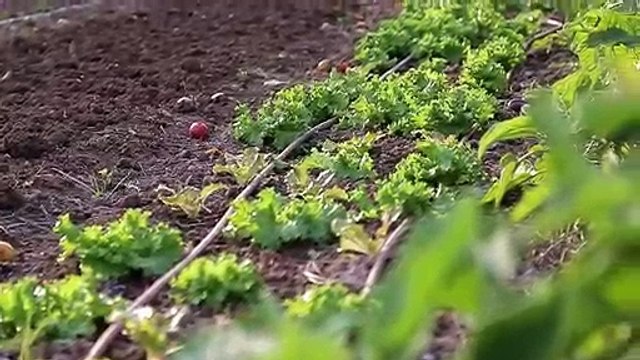 Zéro phyto 100% Bio