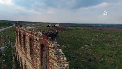 Tarihi hastane duvarının kanatlı misafirleri geldi - EDİRNE