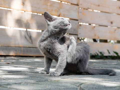 Puces du chat : 5 solutions naturelles