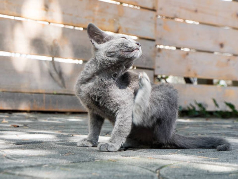 Puces du chat : 5 solutions naturelles