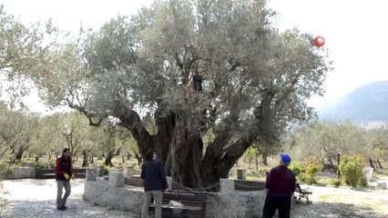 Kırkağaç'taki 1657 Yıllık Zeytin Ağacına Bakım