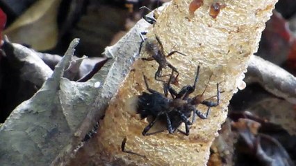 มวนเพชฌฆาต (Assassin bug)ผสมพันธุ์