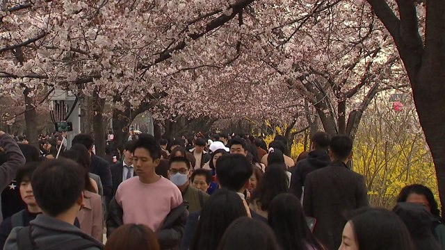 도심 봄꽃 축제장 인파 몰려... 대중교통 이용 당부 / YTN