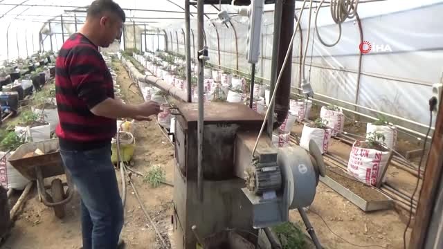 Yarasa Gübresi Kullanarak Üretim Yapıyor