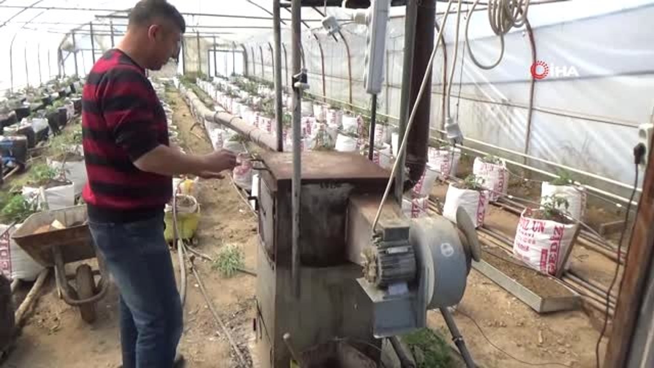 Yarasa Gübresi Kullanarak Üretim Yapıyor