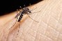 Anti-moustique : 9 astuces naturelles
