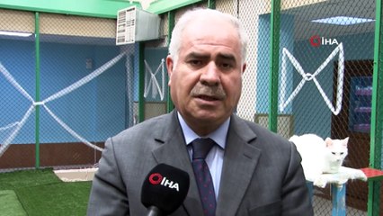 Van Kedilerinin Kalitesi Her Yıl Artıyor