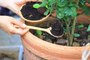 Engrais naturel : 5 recettes pour prendre soin de son jardin