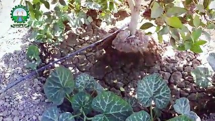 y2mate.com - siapep_drip_irrigation_system_implemented_in_tando_jan_muhammad_ZsokL_8_HI8_360p